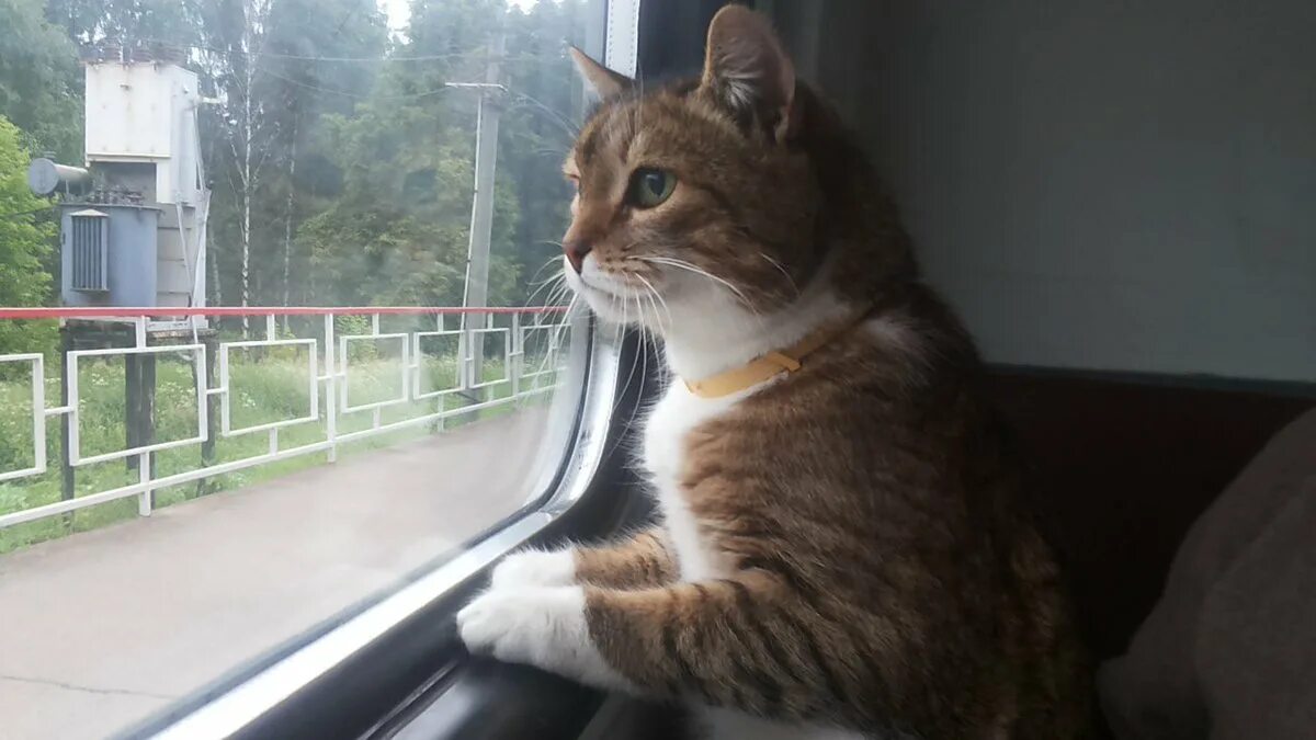 Кот железная дорога. Кот в поезде. Кот в электричке. Кот на железной дороге. Кот в поезде у окна.