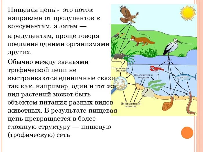 Первым звеном пищевой цепи являются продуценты. Цепь питания продуценты консументы редуценты. Пищевая трофическая цепь. Трофические уровни пищевой цепи. Редуценты в пищевой цепи.