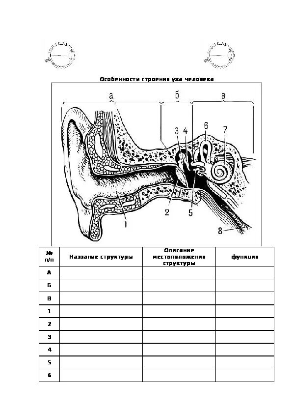 Слуховой анализатор анализатор. Слуховой анализатор орган чувств. Дззадание по теме "анализаторы". Задания по биологии 8 класс анализаторы. Тест по биологии 8 класс слуховой анализатор