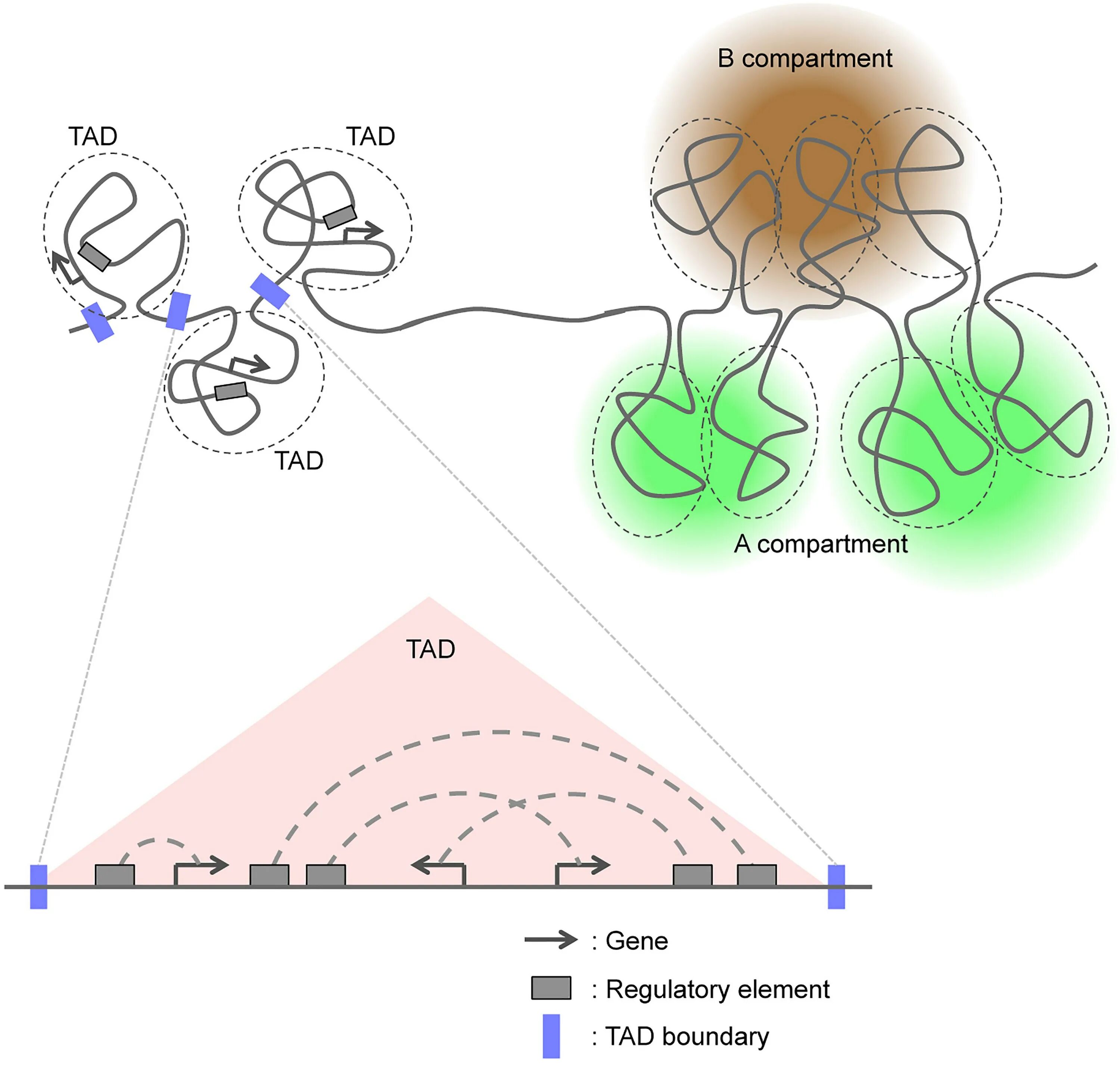 Neural development