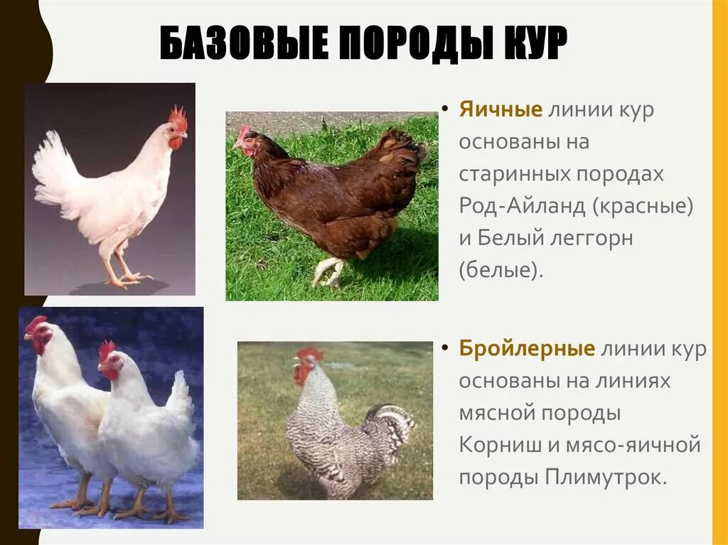 Скрещивание кур разных пород