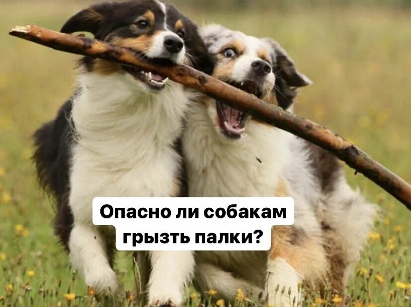 Sobaka kusayet kostya. Доберман собака. Можно собаке грызть палки. Животные с палкой. Лабрадор ретривер золотистый.