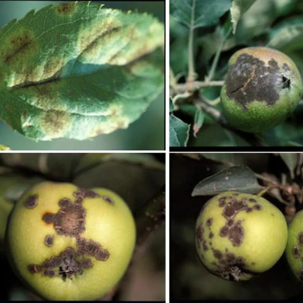 Парша на яблоне фото описание. Venturia парша. Парша яблони и груши. Парша на плодах яблони. Парша листьев яблони.