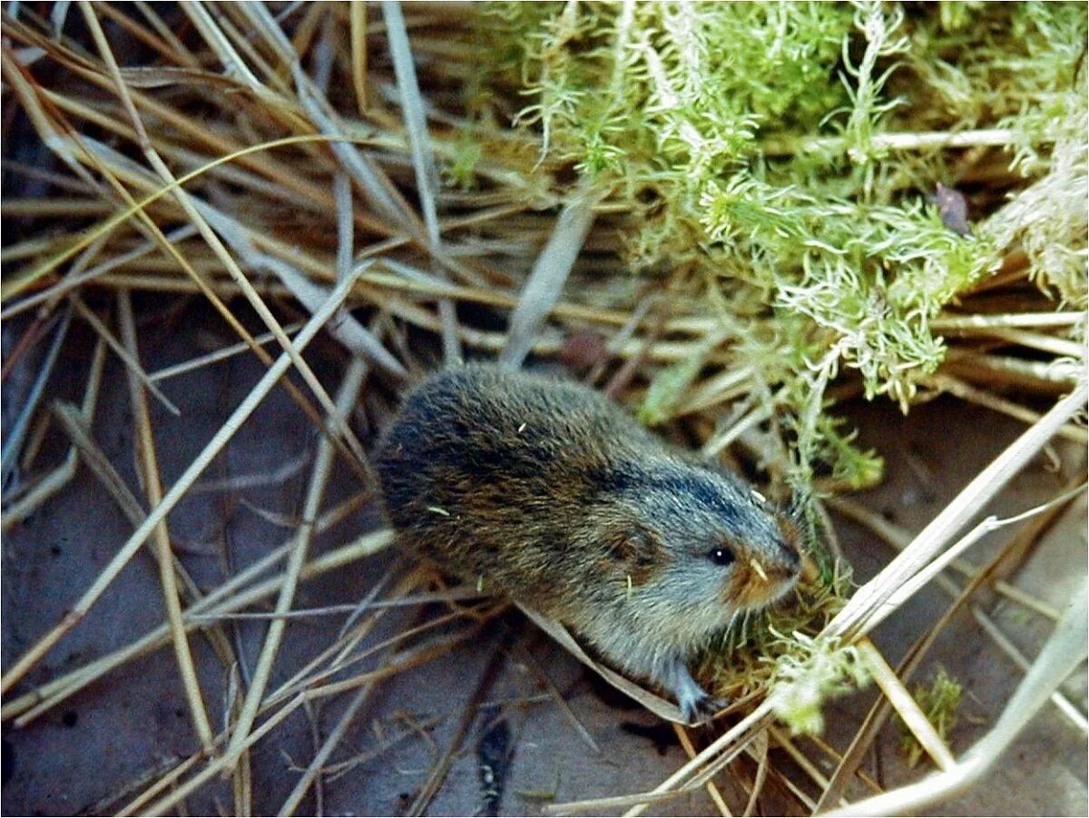 Сибирский лемминг Lemmus sibiricus. Амурский лемминг. Северный лемминг. Лемминг Виноградова.