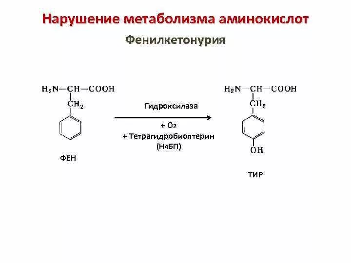 Фенилкетонурия фермент. Фенилкетонурия схема биохимия. Превращение фенилаланина в тирозин при фенилкетонурии. Причины фенилкетонурии биохимия. Метаболизм фенилаланина фенилкетонурия.