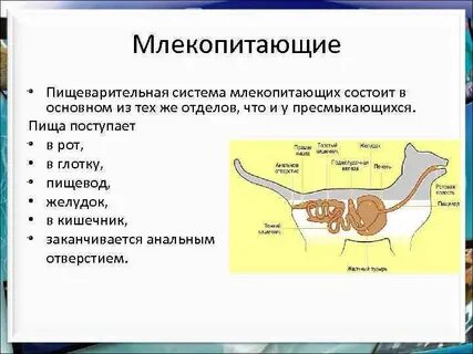 Отличие пищеварительной системы млекопитающих от рептилий