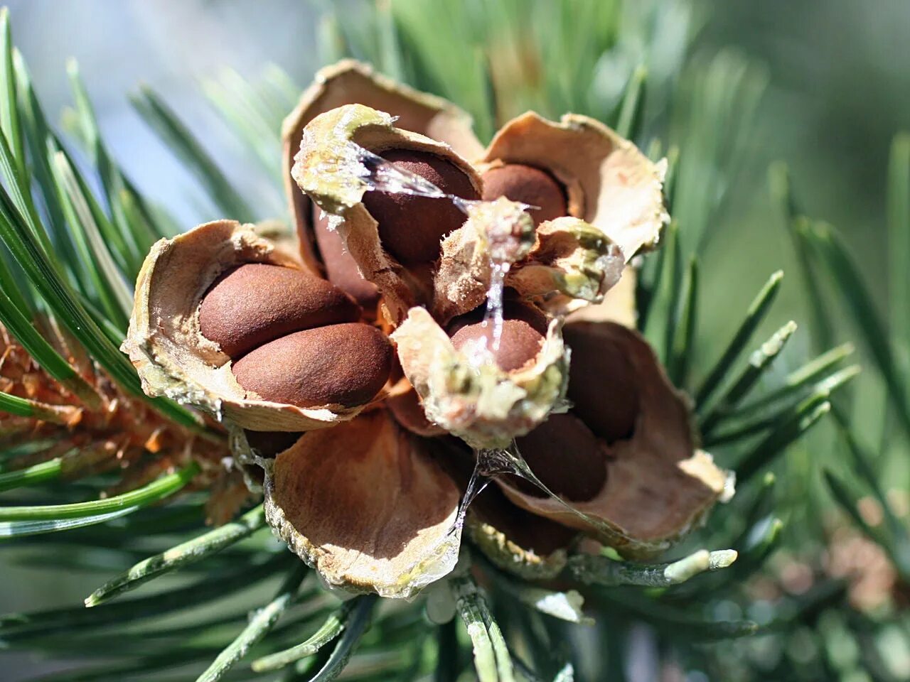 Хвойные орехи. Сосна съедобная Pinus edulis. Сосна съедобная колорадская. Сибирский кедр орехи кедровые. Тайга кедр дерево орешки.