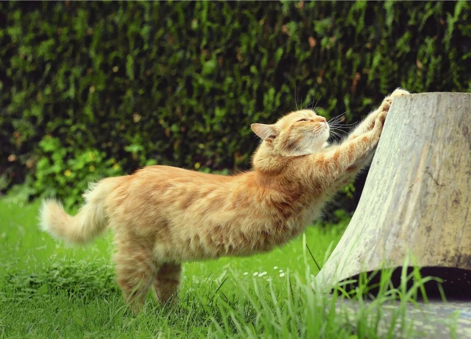 Почему кошка поворачивается. Кошка потягивается. кот тянется. кошка подтягивается. рыжий кот потягивается.