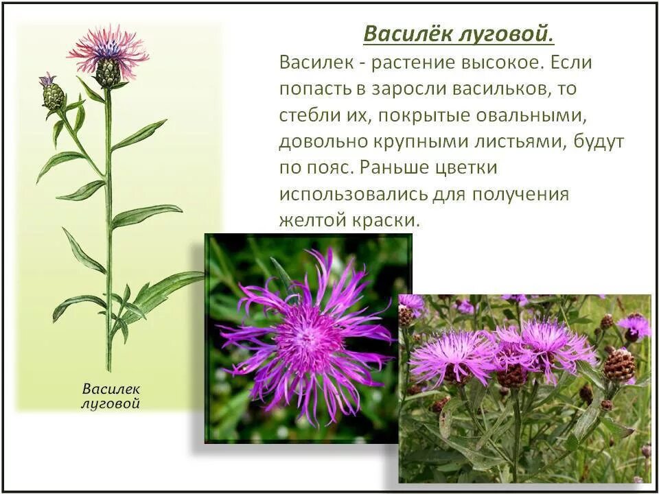 Василек текст описание. Растения Луга Василек Луговой. Полевые цветы описание. Рассказ о красоте растений. Раскрас о красоте растений.