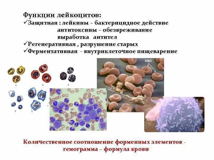 Выработка лейкоцитов