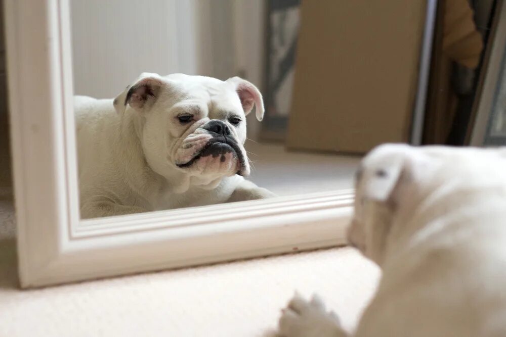 Dog and mirror. Сиба ину. Собака в зеркале. Собака в зеркале. Собака видит в зеркале.