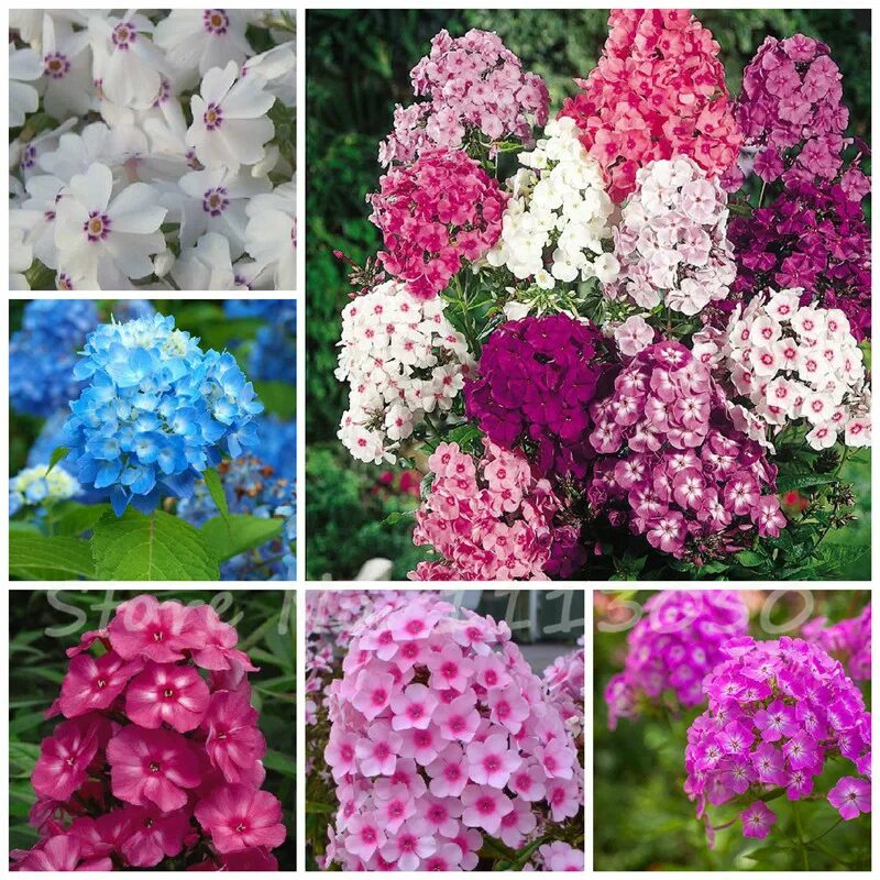 флоксы метельчатые многолетние. флокс метельчатый травиата. флоксы многолетние зимующие. флокс друммонда бьюти микс. какого цвета бывают флоксы желтые.