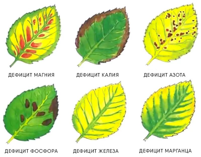 Что хорошего сделал листьев. Хлороз листьев яблони. хлороз черешни. хлороз листьев розы. хлороз между прожилками листа.