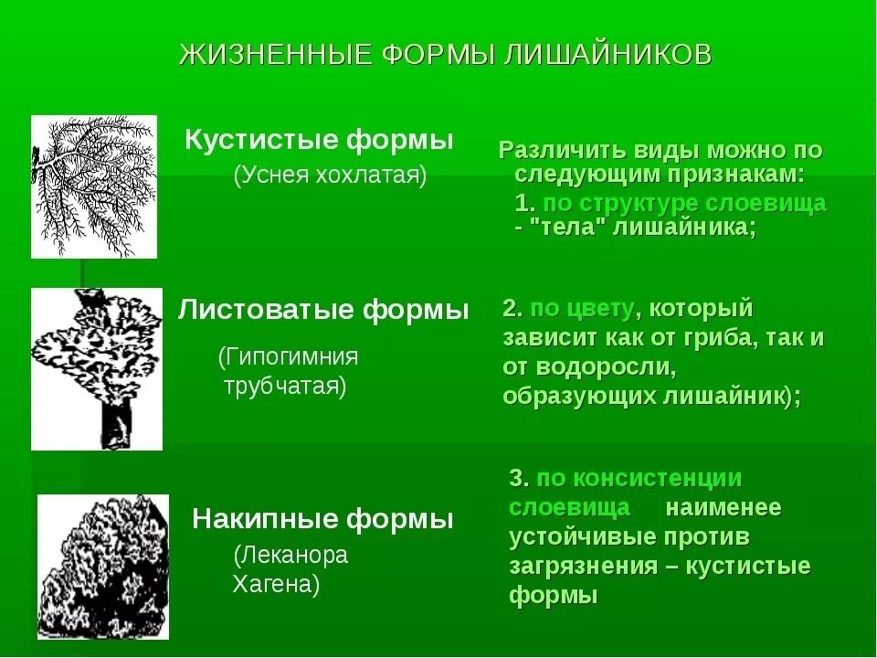 Жизненные формы лишайников листоватый, накипной, кустистый. Жизненные формы лишайников 6 класс. Жизненная форма растений лишайники. Жизненные формы лишайников таблица.