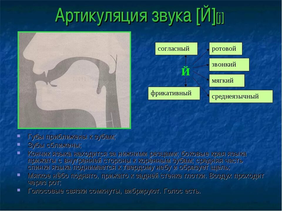 Характеристика артикуляции. Артикуляционный уклад звука j. Артикуляционный профиль й. Профиль артикуляции звука й. Артикуляция звука с.