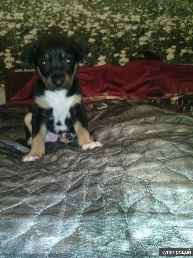 шпиц за 1000. щенок немецкой овчарки 1 месяц. купить щенка в барнауле маленькой породы. авито барнаул животные собаки. в добрых руках собачки щенки.