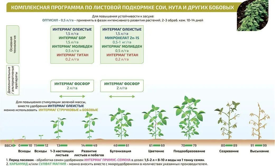 Листовые подкормки сои схема. Фенологические фазы развития гороха. Фенологические фазы гороха посевного. Технология возделывания сои схема.