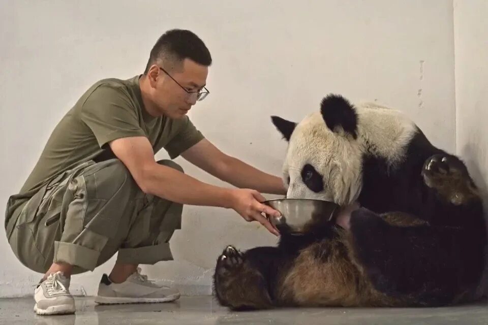 Панда детеныш москва. Панда Диндин из Московского зоопарка. Панда в Московском зоопарке 2023. Панда в зоопарке. Панда в зоопарке Москвы.