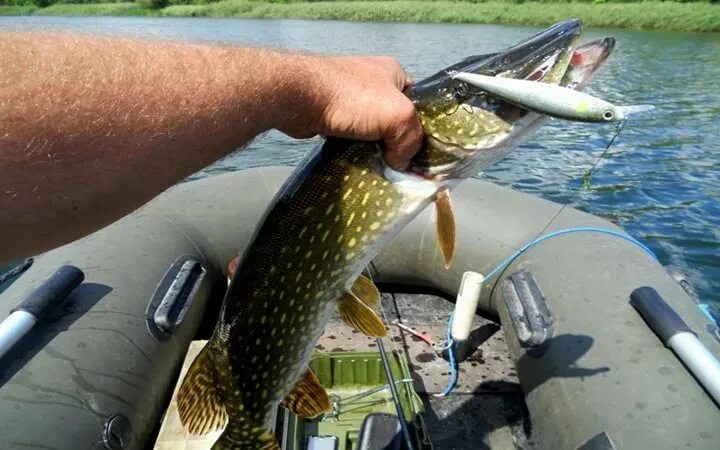 Щука обыкновенная. Ловля щуки на спиннинг. Щука рыба озерная. Рыбалка зеленга астраханская область. Рыбалка с sibiryak'ом'007.