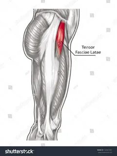 Tensor Fasciae Latae Didactic Board Anatomy 库 存 矢 量 图(免 版 税)124561957.