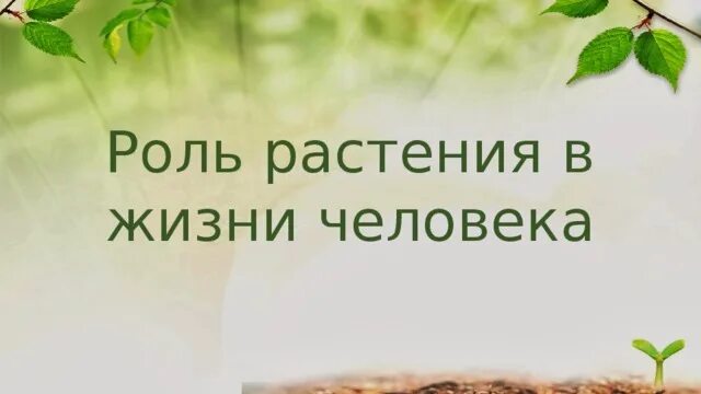 Значение растений в природе и жизни человека фото Shkola-2.ru