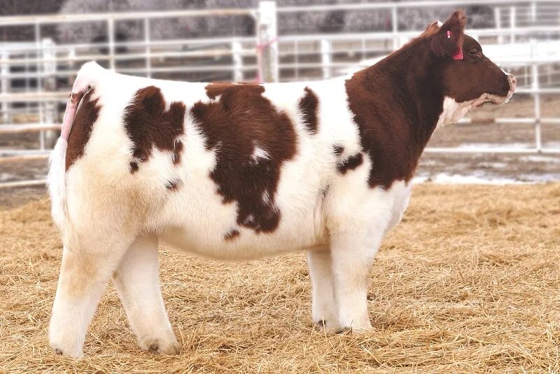 Селекции домашних животных. Порода Айова теленок. Плюшевая корова Айова. Айова порода коров. Лотнера (Lautner Farms коровы.