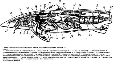 Выделительная система хрящевых