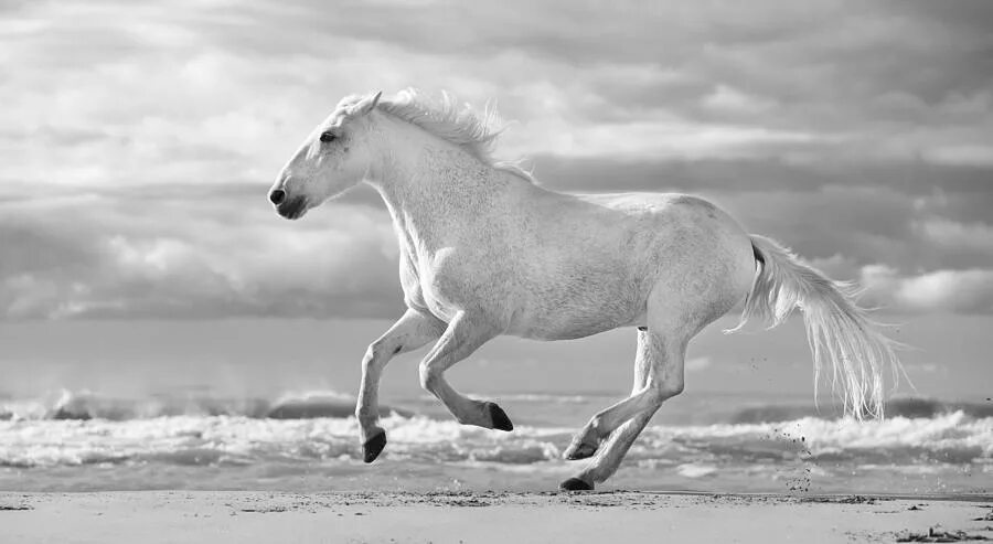 White run. Лошадь бежит. Лошадь скачет. Лошадь бежит боком. Конь несется вскачь.