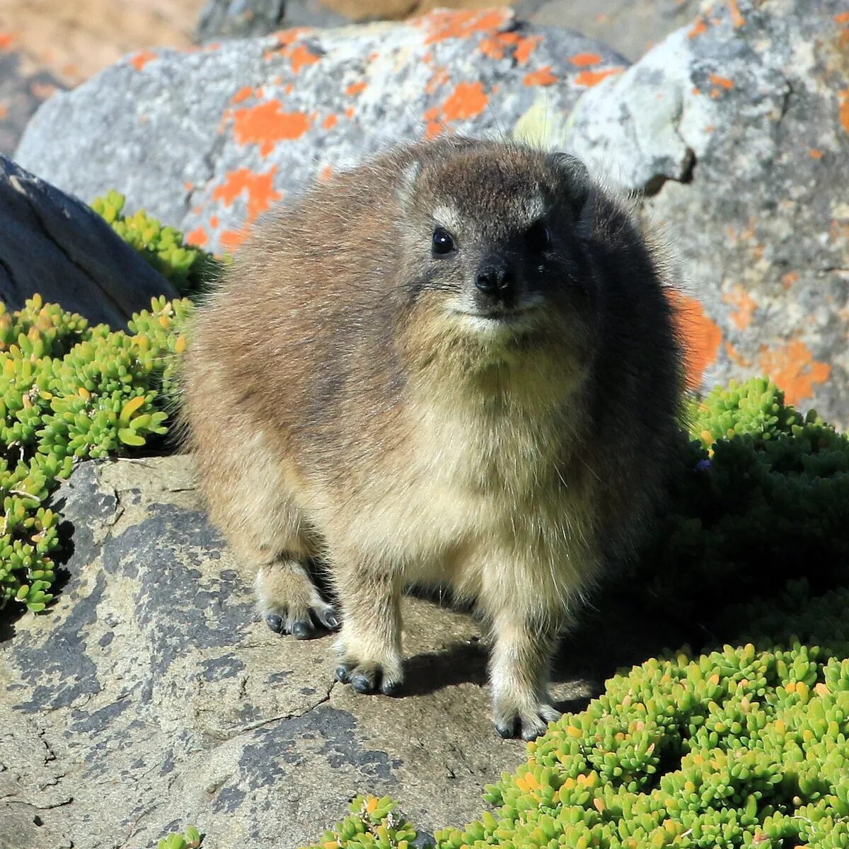 Капский даман. Капский даман