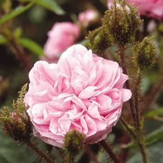 Old rose
