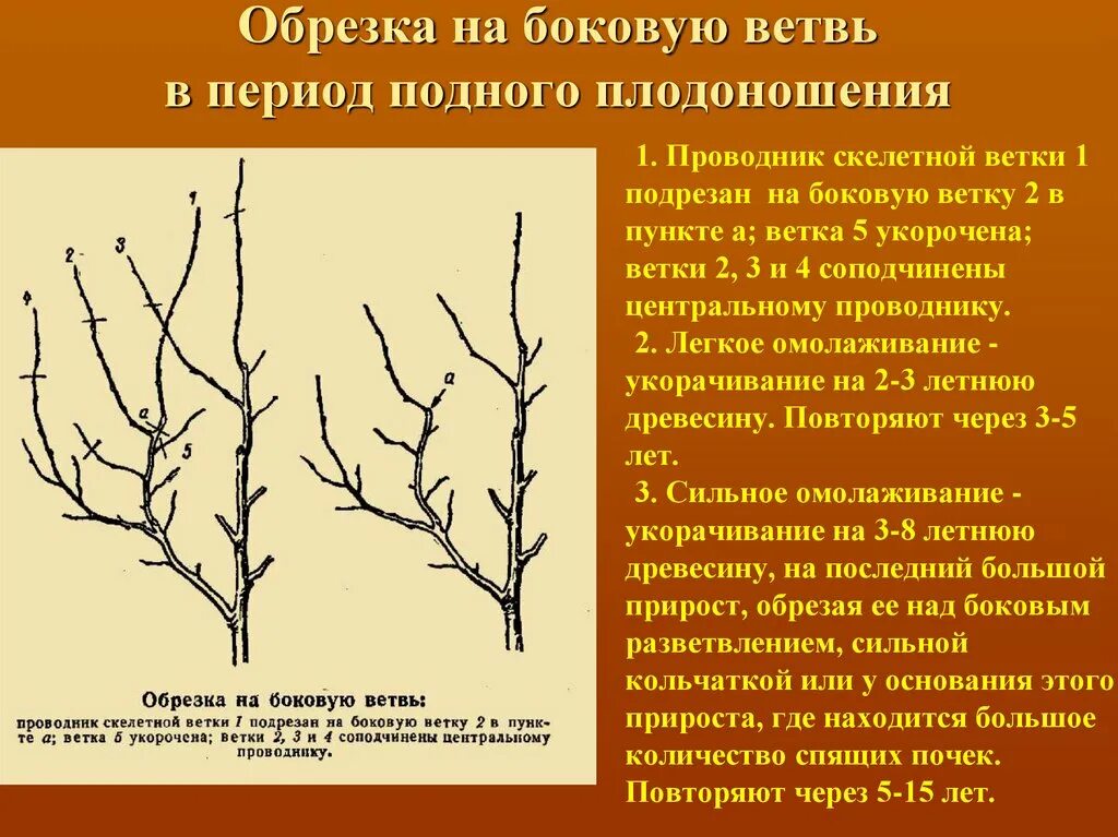 Обрезка на боковую ветвь. Обрезка на боковое ответвление. Подрезка ветви на боковое ответвление. Обрезка на боковую ветку.