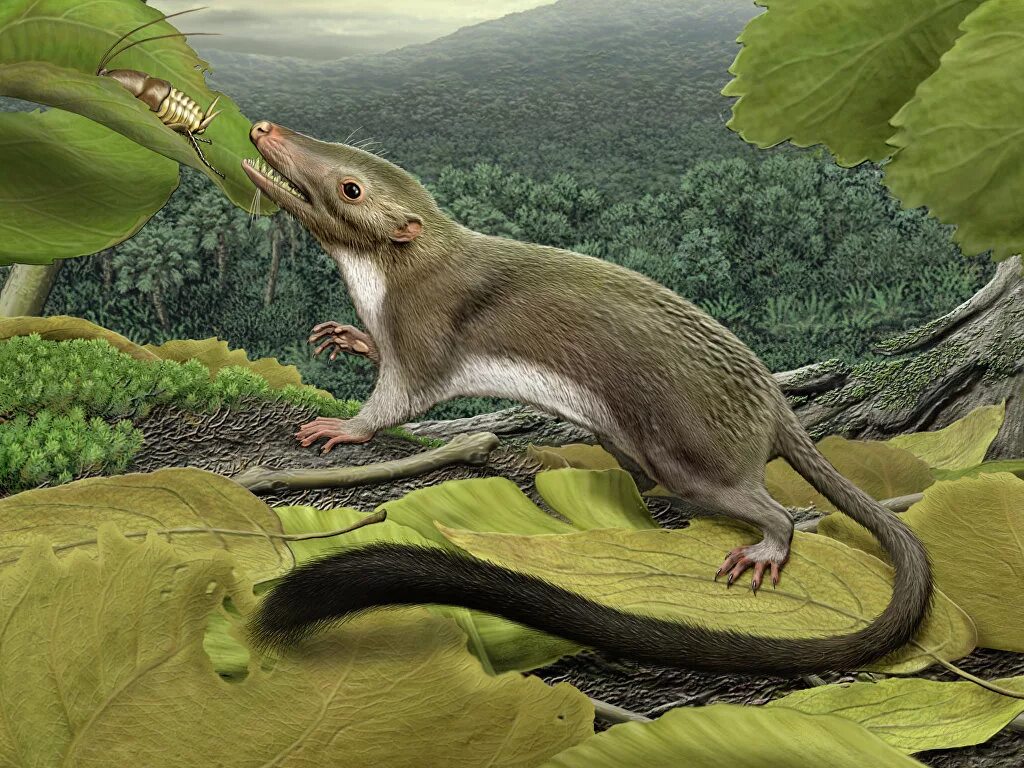 юрский период мезозойской эры. терапсиды триасового периода. древние насекомоядные млекопитающие. новозеландия мегафауна. предки млекопитающих.