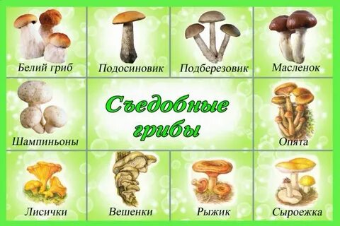 Грибы детские картинки с названиями