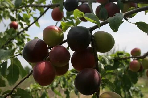 Сорт абрикоса черный принц