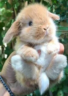 Bunny picture