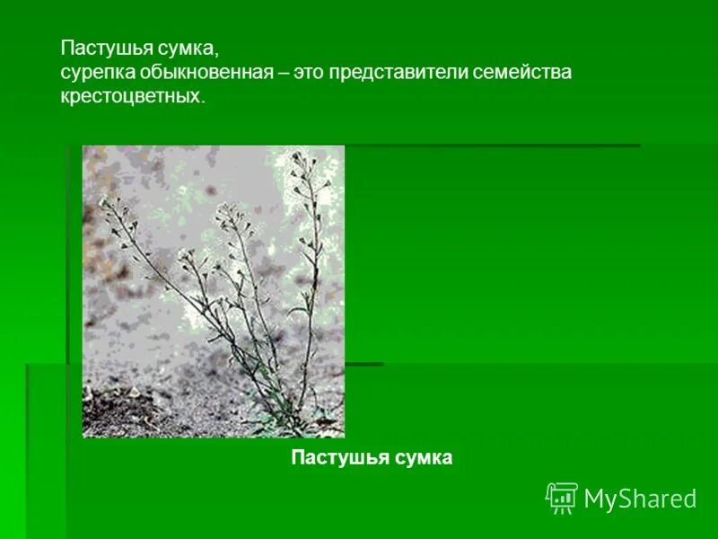 лабораторная работа пастушья сумка