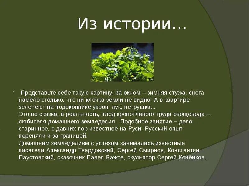 Укроп стихи. Укроп презентация. Презентация на тему укроп. Сообщение про укроп. Укроп доклад.