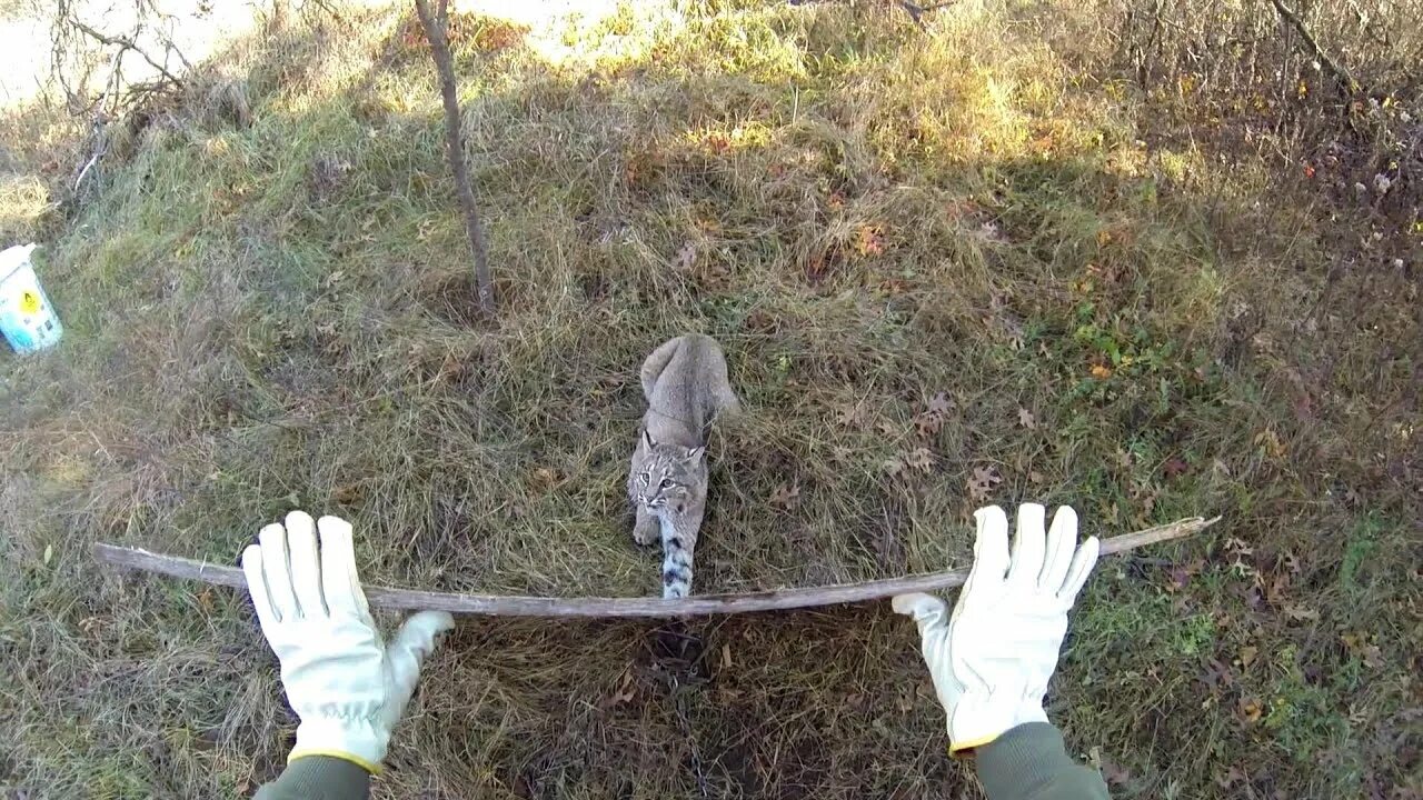 Установлен ловить. Ловушки в лесу.