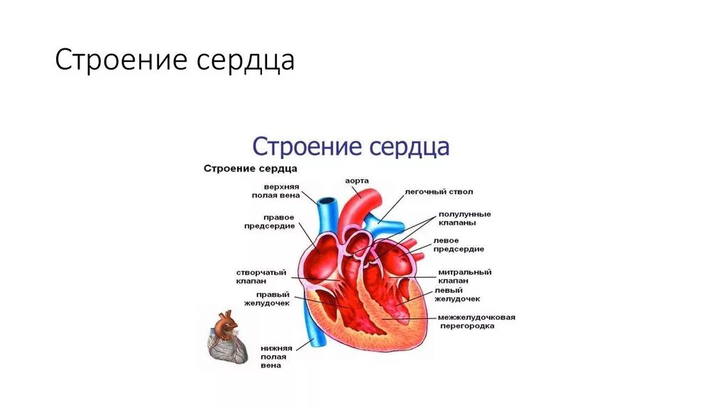 Строение сердца коровы анатомия. Строение сердца млекопитающих. Строение сердца животных анатомия кратко. Анатомия межжелудочковой перегородки сердца. Предсердие у животных