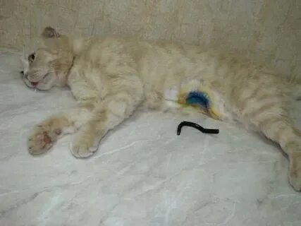 Кошка проглотила нитку