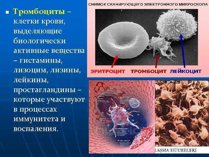 Биологически активные вещества тромбоцитов. БАВ тромбоцитов. Гистамин тромбоциты. Тромбоциты электронная микроскопия. Биологически активные вещества выделяемые в кровь