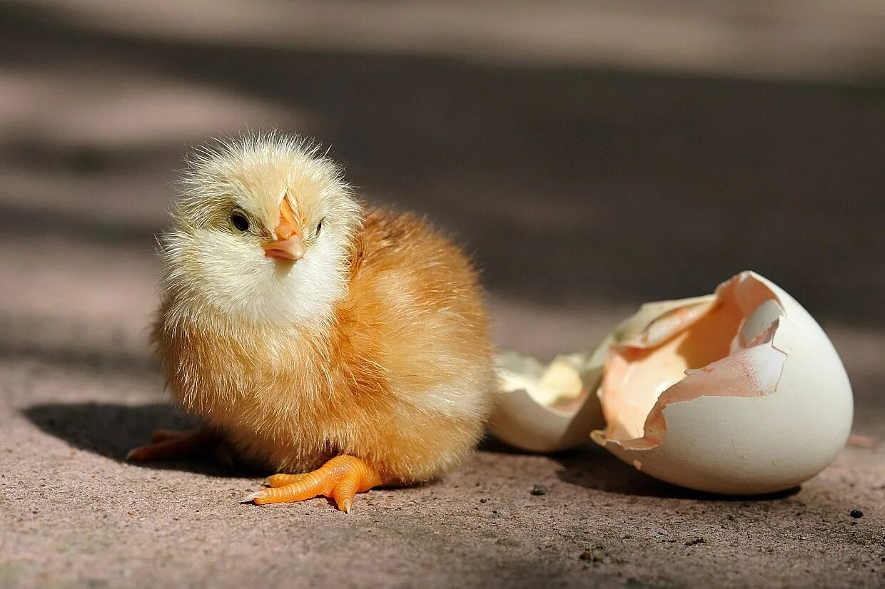 Птенец вылупившийся из яйца. Цыпленок. Цыпленок вылупляется. Цыпленок из яйца. Птица вылупляется из яйца
