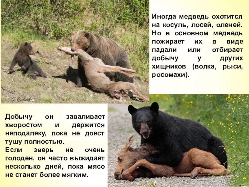 Почему медведь не съел машу. Медведь общая информация. Медведь охотится за медведем. Медведь добывает добычу.
