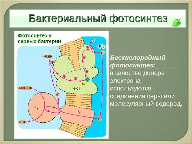 Фотосинтез у бактерий. Особенности бактериального фотосинтеза. Фотосинтез пурпурных бактерий схема. Фотосинтез прокариот.