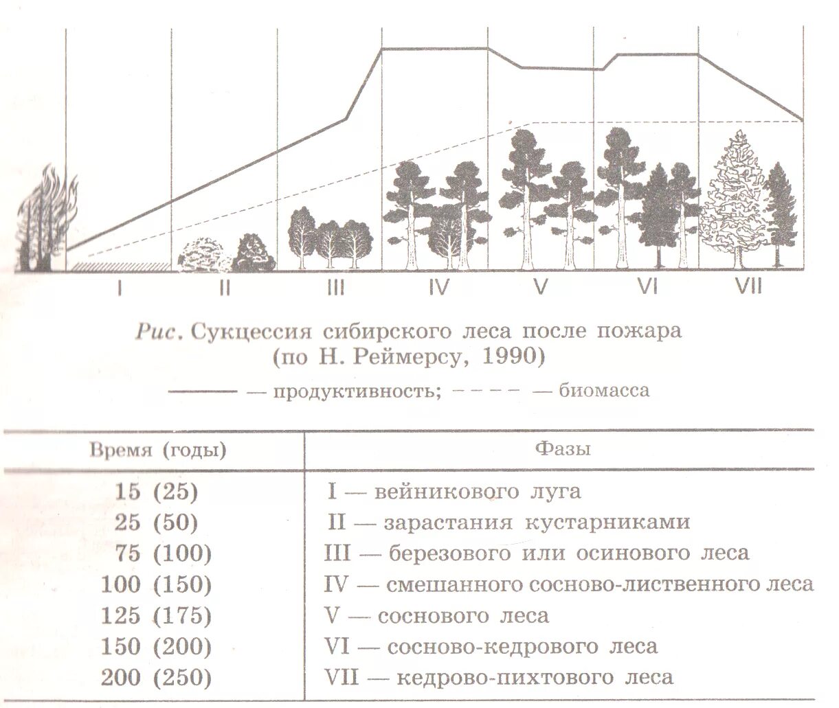 Восстановление елового леса после пожара. Лес после пожара экологическая сукцессия. Сукцессия леса после пожара схема. Сукцессия после вырубки леса. Этапы сукцессии после пожара.