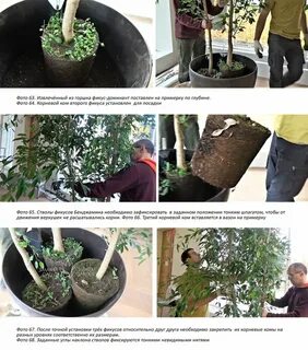 Фикус после пересадки