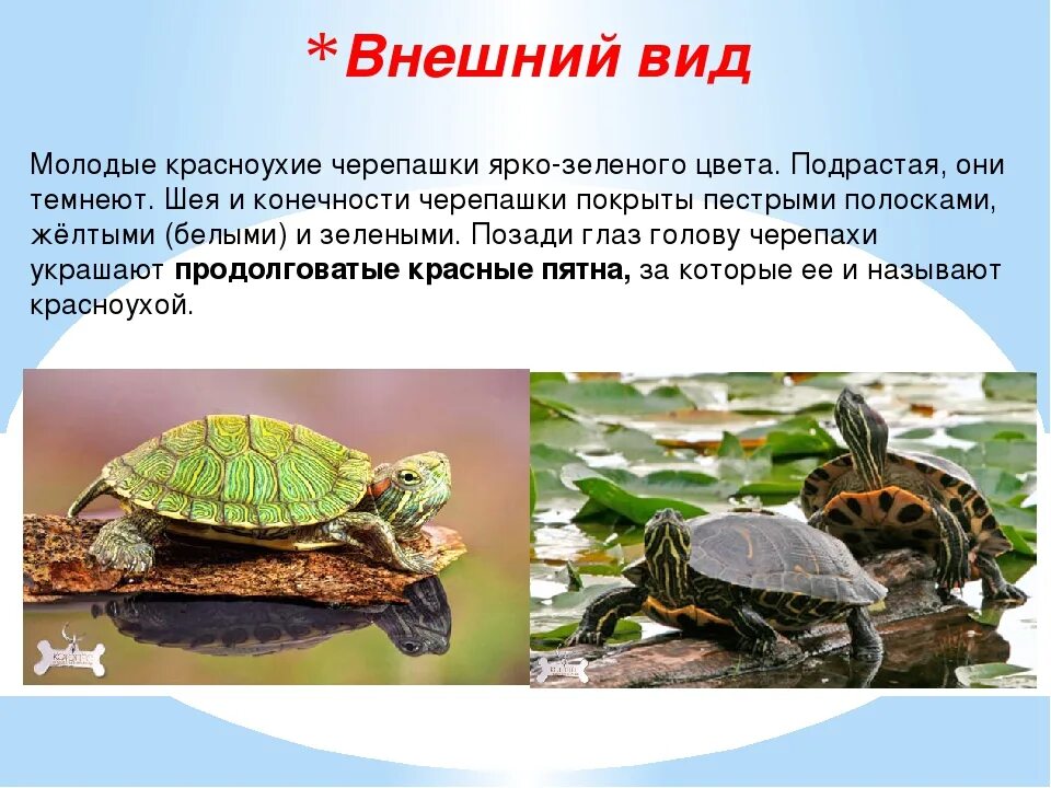 Презентация про черепаху. Красноухая Болотная черепаха. Родина красноухой черепахи. Красноухая черепаха ареал обитания. Описание черепахи.