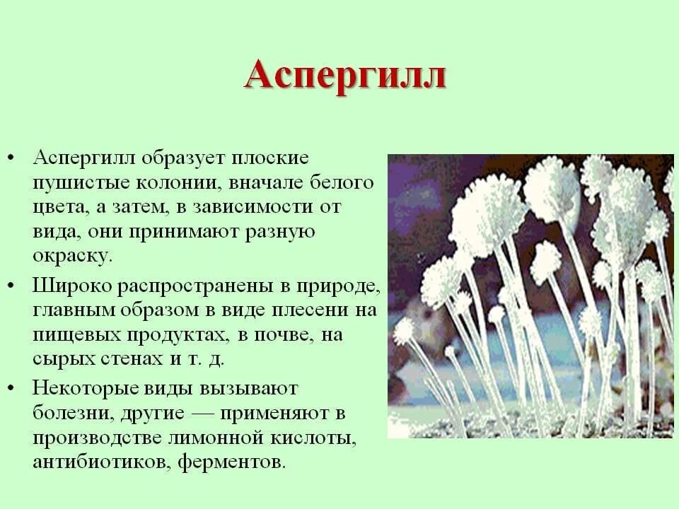 Плесневые грибы представители. Плесневые грибы аспергилл. Плесневой гриб аспергилл. Строение плесени аспергилл. Строение плесневых грибов аспергиллус.