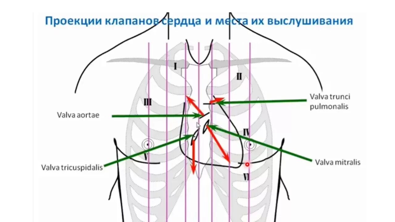 Проекции и точки аускультации клапанов сердца. Места проекции и выслушивания клапанов сердца. Точки анатомической проекции клапанов сердца. Скелетотопия сердца топографическая анатомия. Клапаны сердца на грудной клетке