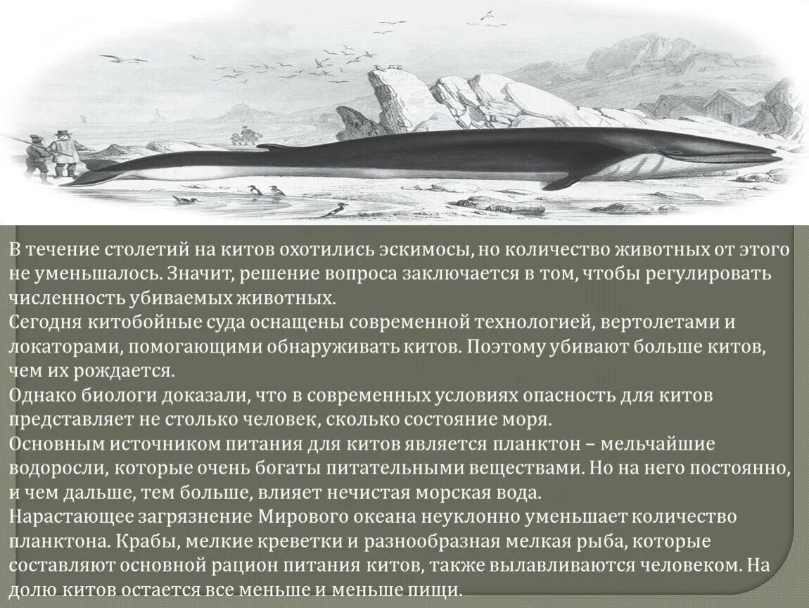 В течение столетий люди беспощадно охотились